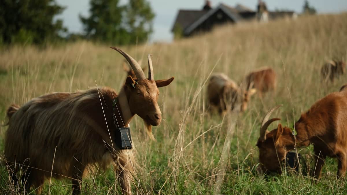 Conservation goats help protect Asket Hill grassland near Roundhay Park — Leeds news photo