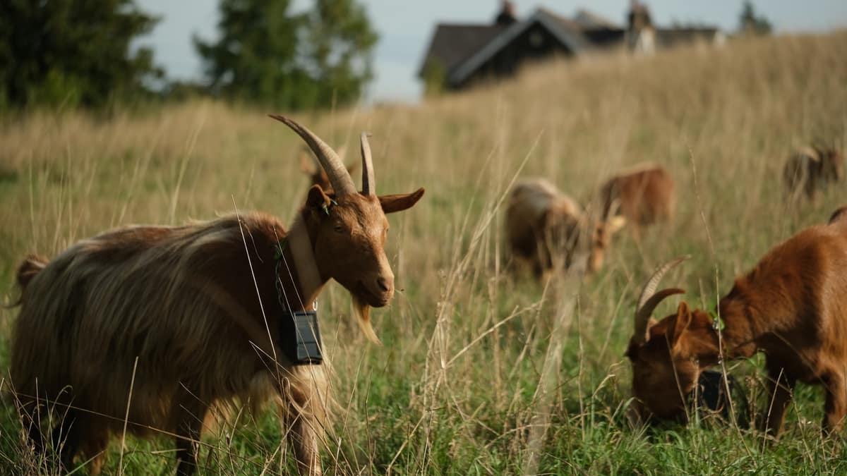 Conservation goats help protect Asket Hill grassland near Roundhay Park — Leeds news photo
