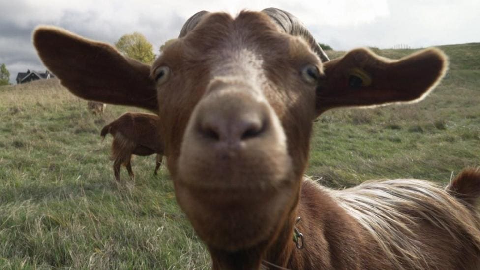 Rare Goats Used to Trim Grasslands at Asket Hill, Leeds — Leeds news photo (BBC Leeds & West Yorkshire)
