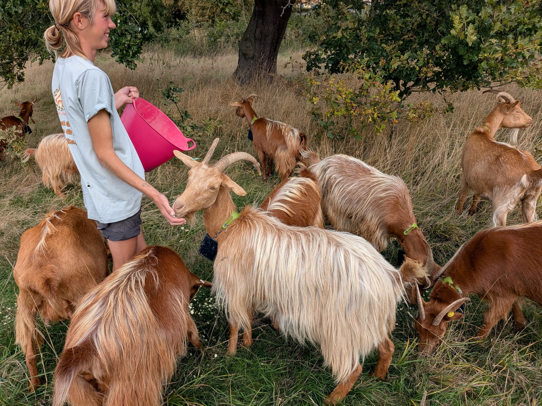 The conservation goat herd at Asket Hill in Leeds